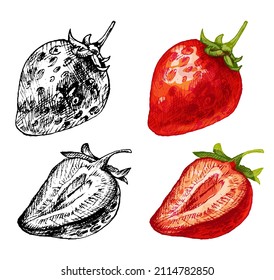 Whole and halved slice strawberry. Vintage hatching vector color and monochrome illustration. Isolated on white background