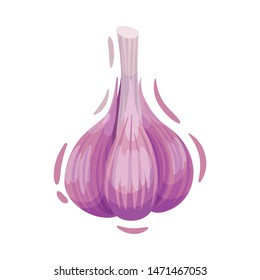 Whole head of garlic. Vector illustration on white background.