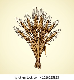 Whole healthy ripe dry caryopsis plant stalk bundle on white backdrop. Freehand outline golden ink hand drawn logo sketchy in art retro rural doodle cartoon graphic style pen on paper. Closeup view