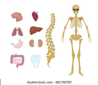 全身 血管 のイラスト素材 画像 ベクター画像 Shutterstock