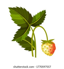 575 Immature strawberries Images, Stock Photos & Vectors | Shutterstock