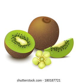 Whole kiwi fruit with half, sliced segment and flower isolated on white background. Vector illustration. 