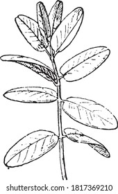 Whole leaf. (Boxwood), From the Dictionary of Word and Things, 1888.