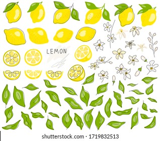 Whole lemon cut in half, slice, clipping path isolated on a white background. Set. Fresh fruits with flowers and green leaves. Citrus. Minimal style. Doodle Black line. Vector illustration