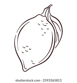 Whole lemon with leaf in line art style. Outline illustration for botanical design, food packaging and summer beverage menu. Isolated on a white background.