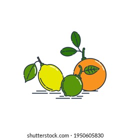 Whole lemon lime and orange fruit isolated on white background. Organic product. Bright summer harvest illustration in line art style. Flat style illustration for any design. Fresh citrus icon. Vector