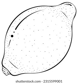 Whole lemon. Vector illustrations in hand drawn sketch doodle style. Line art citrus isolated on white. Element for coloring book, design, print.
