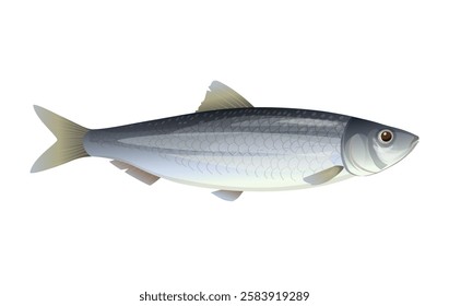 Whole live herring. Marine commercial fish. Close up. Side view. Vector illustration isolated on white background