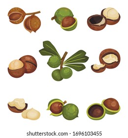 Whole Macadamia Nut and with Cracked Shell Vector Set