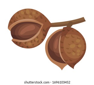 Whole Macadamia Nut Hanging on Tree Branch Vector Illustration