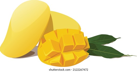 Whole mango and sliced mango isolation on white background. Vector illustration of mangos