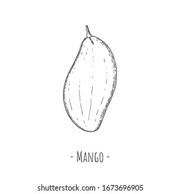 Mango entero. Dibujo de dibujos animados. Objeto aislado en un fondo blanco. Estilo dibujado a mano.