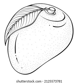 Whole mango. Vector illustrations in hand drawn sketch doodle style. Line art fruit isolated on white. Element for coloring book, design, print.