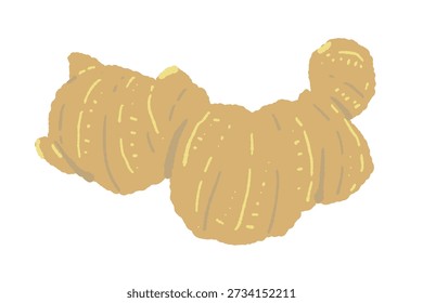 Whole Mature Ginger Root Vector