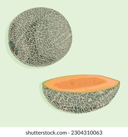A whole melon and half of it. Summer fruit icons in vector.