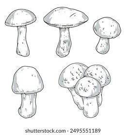 Whole mushrooms monochrome set elements with organic fresh fruits found by mushroom picker during hike in forest vector illustration