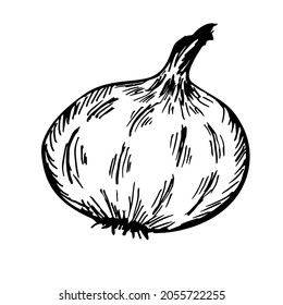 Whole onion isolated on white background. Black and white vector doodle illustration of  vegetable.