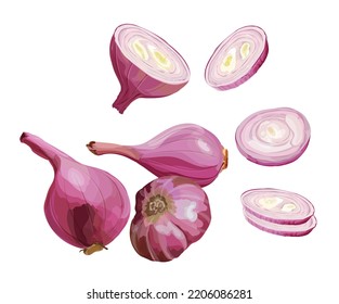 Whole  onions and half slice vector illustration isolated on white background