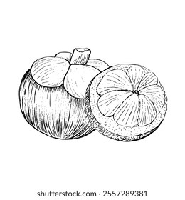 Mangostão inteiro e aberto com fatias dentro de composição vetorial isolado em fundo branco. Arte preta e branca de alta qualidade para design de alimentos, pacotes, menu de restaurante, anúncios de frutas, etiqueta, decoração de logotipo.