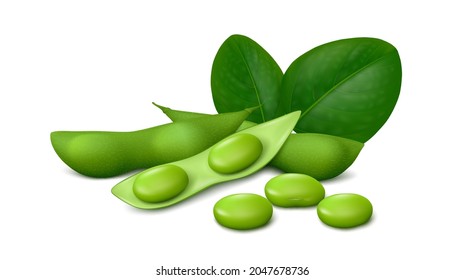 Whole and opened green soya bean pods (Edamame), fresh immature soybeans and leaves isolated on white background. Realistic vector illustration.