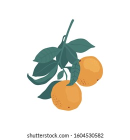 Whole orange on a branch with leaves and pieces isolated on a white background in a flat style. Vector stock illustration