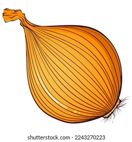 Whole orange onion. Vector color illustrations in hand drawn cartoon style. Fresh organic food isolated on white. Close up onion vegetable. Element for cookbook, sticker, design