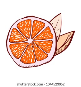 Whole orange slices and leaves. Vector illustration of an orange. Fully editable handmade vector.