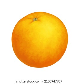 Whole orange. Vector realistic illustration isolated on white background. Orange eps icon clip art.