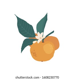 Whole oranges on a branch with leaves and pieces, flowers isolated on a white background in a flat style. Vector stock illustration