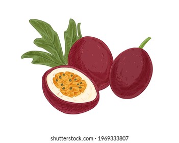Whole passion fruits, passionfruit's half and leaf. Cut piece of maracuja with juicy flesh with seeds. Composition of sweet ripe maracuya. Retro-styled hand-drawn vector illustration isolated on white