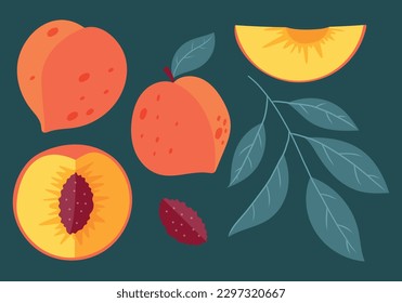 A whole peach and a half or a slice of fruit with a stone, a twig with leaves. Vector flat set of isolated nectarine illustrations.