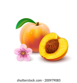 Whole peach with leaf, half with seed and flower isolated on white background. Vector illustration.