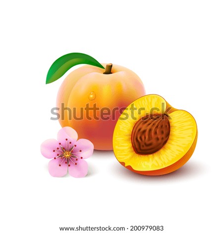 Whole peach with leaf, half with seed and flower isolated on white background. Vector illustration.