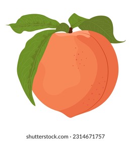Whole peach with leaves. Flat vector colored peach.