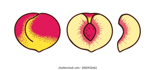 Whole peach and two types of slices isolated on white background. Half and slice of peach. Vector illustration with texture.
