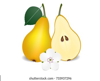 Whole pear with leaves, half with seeds and flower, isolated on white.