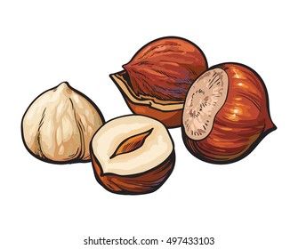 Whole and peeled hazelnuts, vector illustration isolated on white background. Drawing of hazel nuts on white background, delicious healthy vegan snack