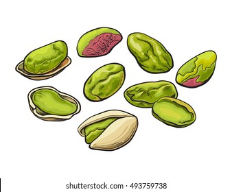 Whole and peeled pistachio nuts, vector illustration isolated on white background. Drawing of fresh and green pistachios on white background, delicious healthy vegan snack