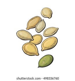 Whole and peeled pumpkin seeds, vector illustration isolated on white background. Drawing of pumpkin seeds on white background, delicious healthy vegan snack