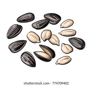 Whole and peeled sunflower seeds, vector illustration isolated on white background. Drawing of sunflowers seeds on white background, delicious healthy vegan snack