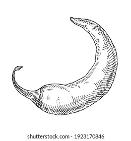 Whole pepper chilli. Vintage hatching vector black illustration. Isolated on white background. Hand drawn design