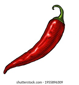 Whole pepper chilli. Vintage hatching vector color illustration. Isolated on white background. Hand drawn design