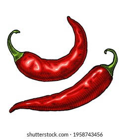 Whole pepper chilli. Vintage hatching vector color illustration. Isolated on white background. Hand drawn design