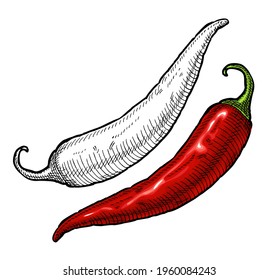 Whole pepper chilli. Vintage hatching vector color and black illustration. Isolated on white background. Hand drawn design