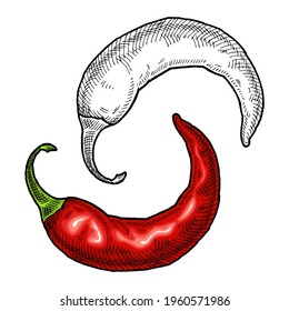 Whole pepper chilli. Vintage hatching vector color and black illustration. Isolated on white background. Hand drawn design
