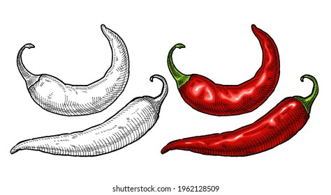 Whole pepper chilli. Vintage hatching vector color and black illustration. Isolated on white background. Hand drawn design