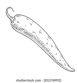 Whole pepper chilli. Vintage hatching vector black illustration. Isolated on white background. Hand drawn ink design