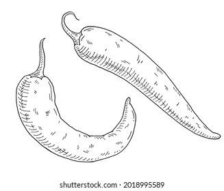 Whole pepper chilli. Vintage hatching vector black illustration. Isolated on white background. Hand drawn ink design
