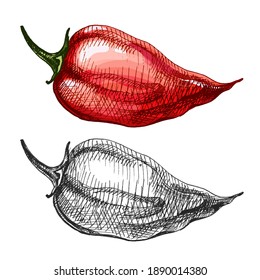 Whole pepper habanero. Vector vintage hatching color illustration. Isolated on white background.