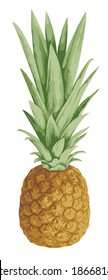 Whole pineapple fruit with leaves close-up. Sweet tropical fruit vector illustration. Realistic ripe pineapple isolated on a white background. Suitable for invitations, greeting cards, posters